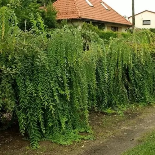 Растение Ива / Salix integra Pendula, С5 Ра