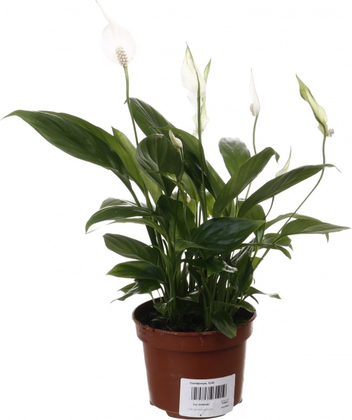 Рослина кімнатна Спатіфіллум 12/45