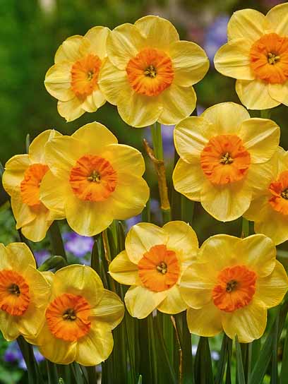 Луковица нарцисс Кедрон 2 шт. 