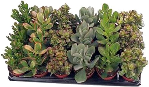Растение Крассула микс 10х20 см