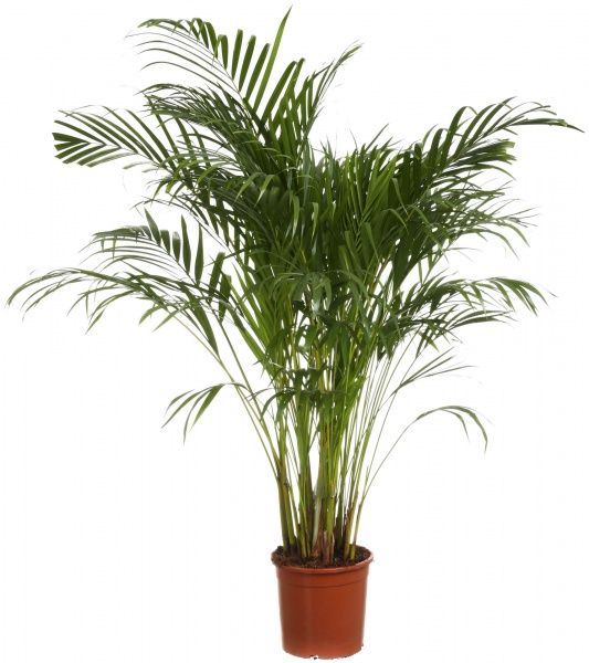 Растение комнатное Арека 21х140 см