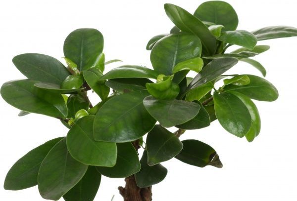 Растение Фикус гинсинг в керамике 11х20 см