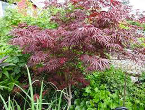 Растение Клен Тромпенбург d19/h50