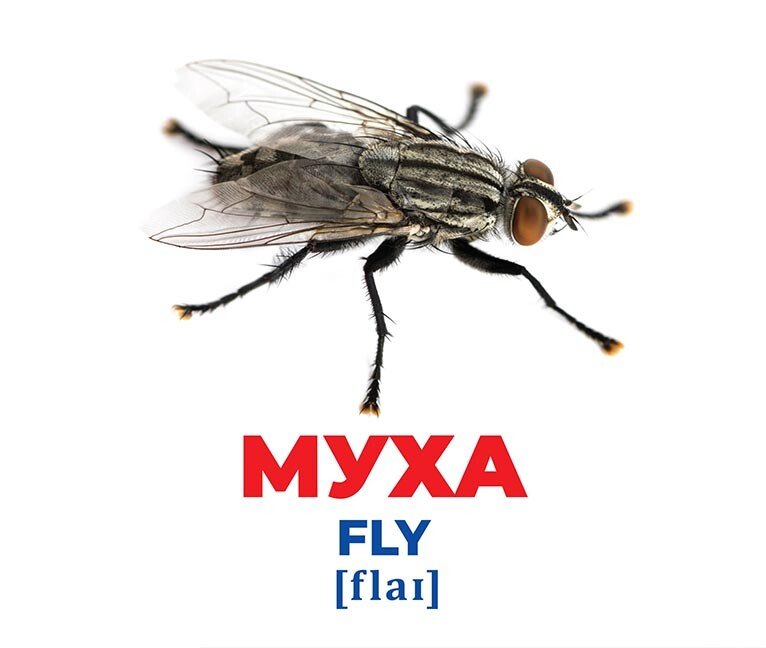 Набор учебный «Геній з пелюшок. Комахи» 482-307-615-164-5