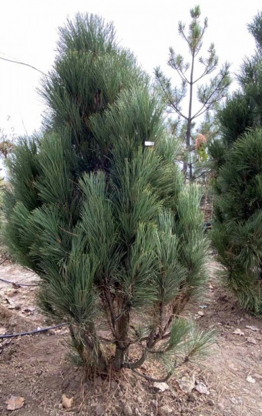 Растение Сосна черная / Pinus nigra С500