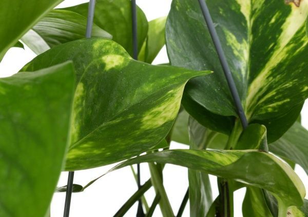 Растение Сциндапсус 14х55 см микс