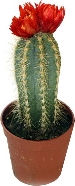 Рослина Кактус із штучними квітами 5.5x12 см