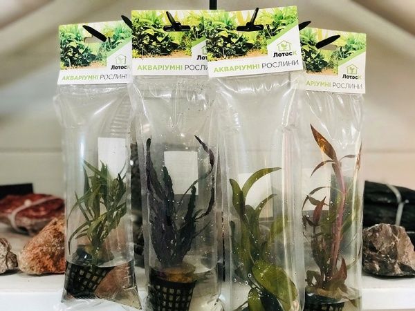 Растение аквариумное Лотос К Микросорум (Microsorum mini)