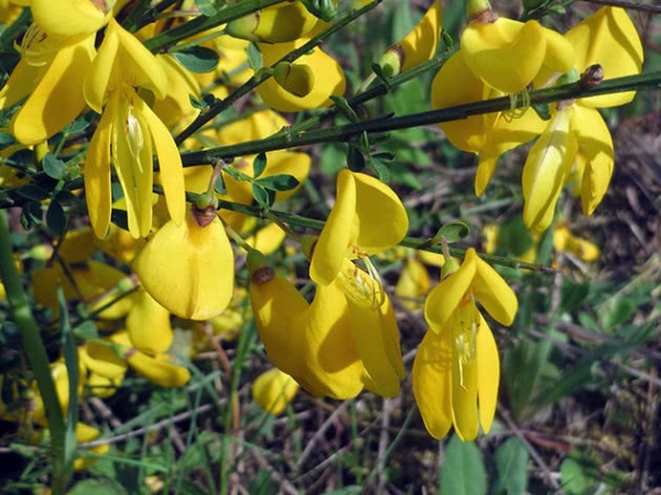 Растение Рокитник С3