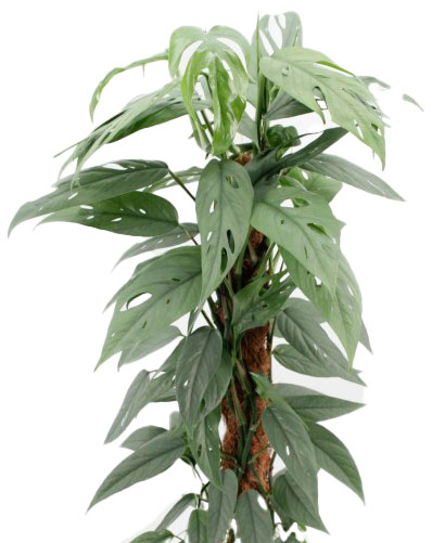 Рослина кімнатна Епіпремнум Cebu Blue 12/20