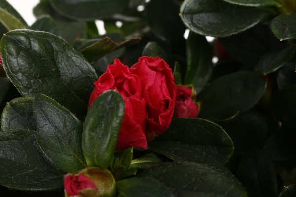 Растение комнатное Азалия штамб микс d13/h40