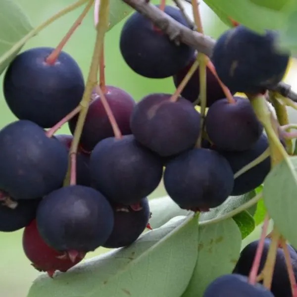 Растение Ирга Ханиуд С3