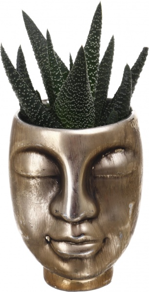 Рослина кімнатна Сукуленти кераміка (обличчя) mix 6 см