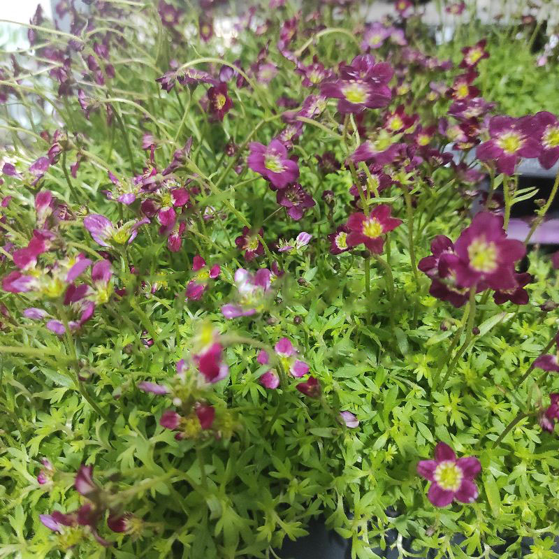 Растение Саксифрага (камнеломка) 12х16 Arendsii Marto Rose розовая