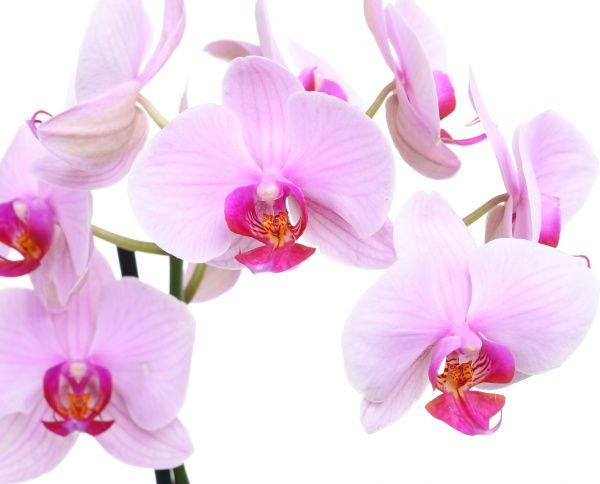 Растение Фаленопсис 2 стволы 12х50 см