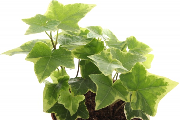 Рослина Хедера 8х15 мікс