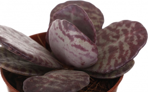 Рослина кімнатна Сукулент 5х8 см