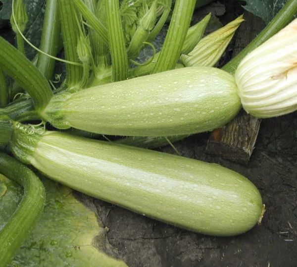 Насіння Професійне насіння кабачок Карізма F1 5 шт. (4823058207513)