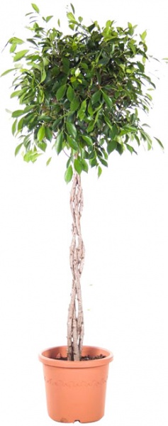 Рослина кімнатна Фікус Нітіда на плетеному стовбурі d21/h90