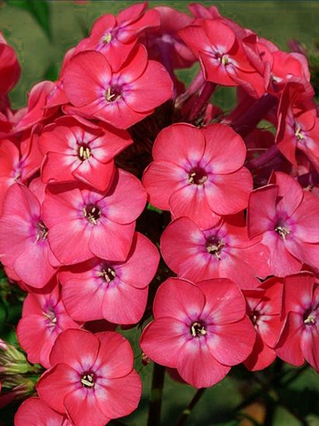 Корневище флокса Виндсор 1 шт. 