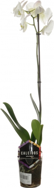 Растение комнатное Фаленопсис микс 1рр, 3/5 + 12/50