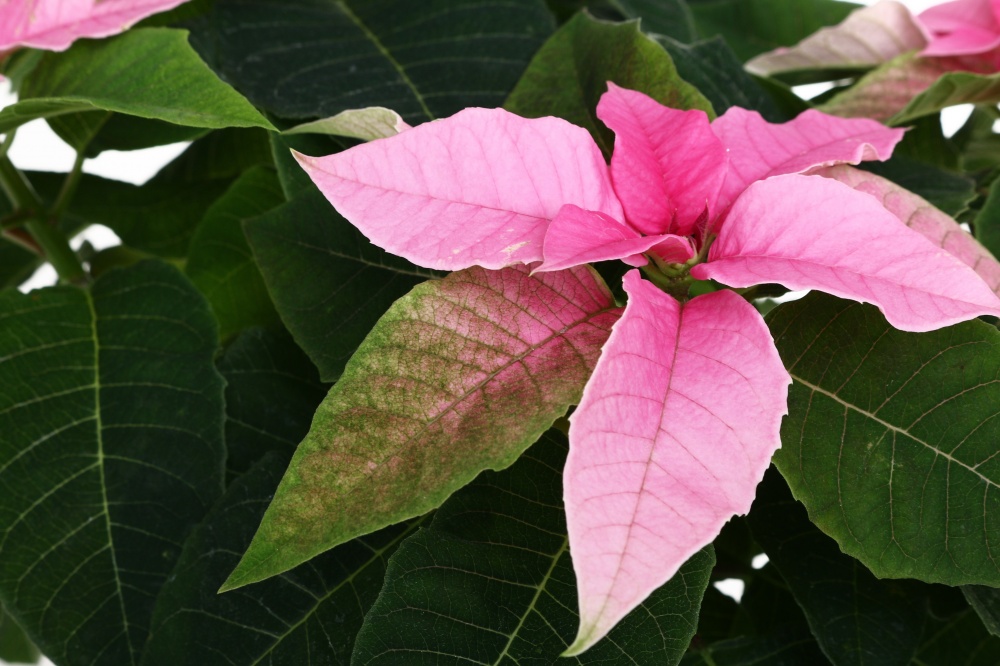 Растение комнатное Пуансетия Эуфорбия пульцерима d15 ЧВ