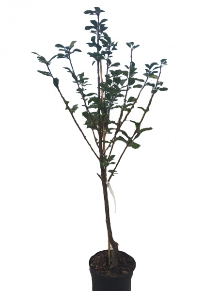 Саженец черешни 2р (C7)