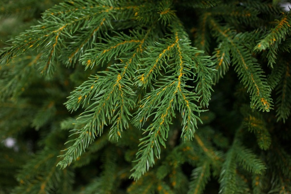 Искусственная елкаЭбби-240 зеленый 