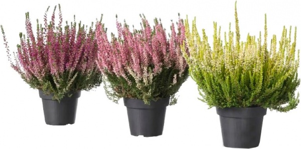 Рослина Верес каллуна 3 кольори у плошці Сансет d12/h25