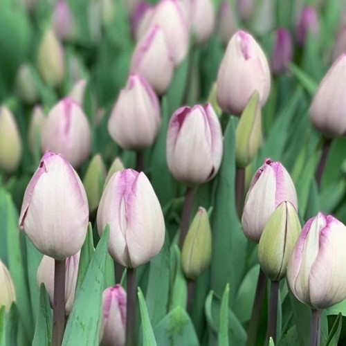 Луковица Яскрава Тюльпан триумф Jacuzzi 