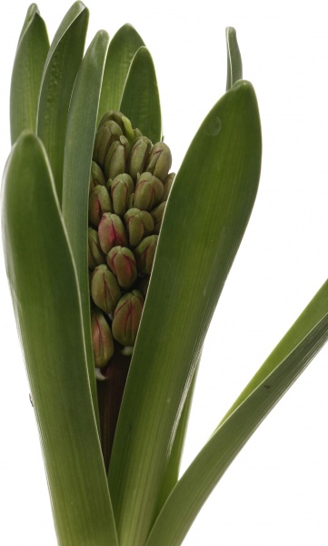 Рослина кімнатна Гіацинт мікс d7