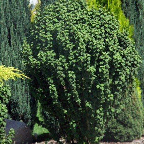 Растение Дерен кроваво-красный / Cornus sanguinea Compressa, Pa 80-100 С3