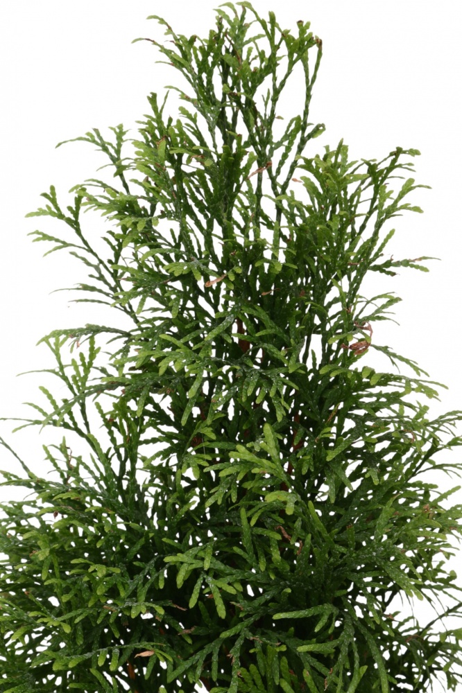 Растение Туя Smaragd Gold C3