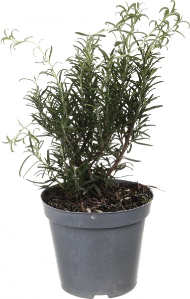 Растение Розмарин микс 14/25