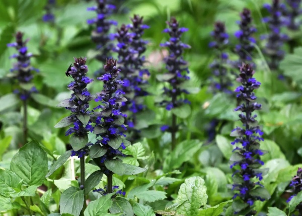 Растение Живучка ползучая/ Ajuga reptans С3 /Н 30