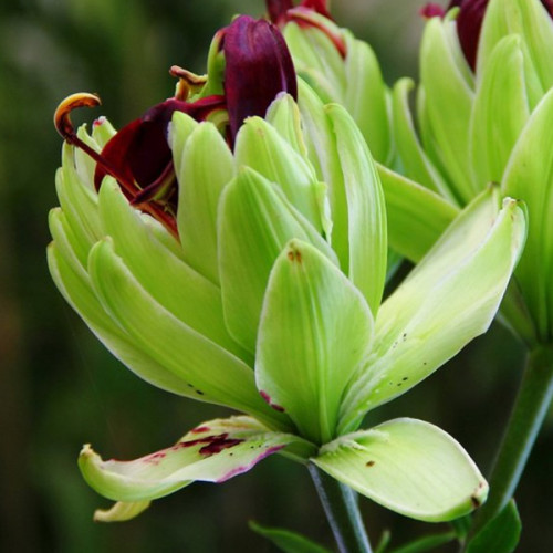 Луковица Яскрава Лилия азиатская махровая Mistery Dream 