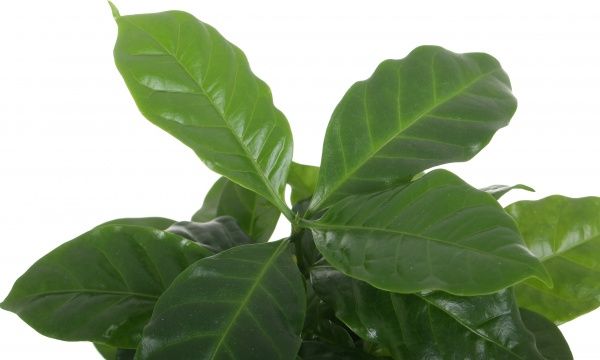 Растение Кофе Аrabica 12/25