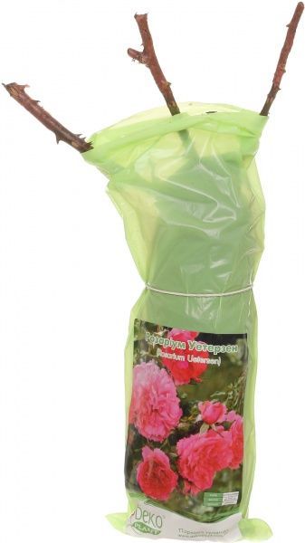 Саженец розы парковой