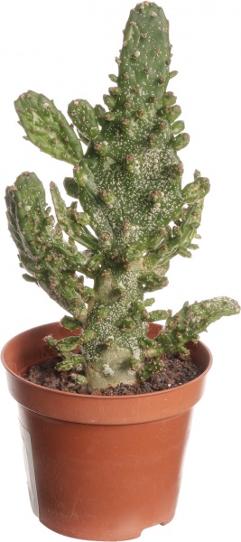 Растение Опунтия микс 6/14