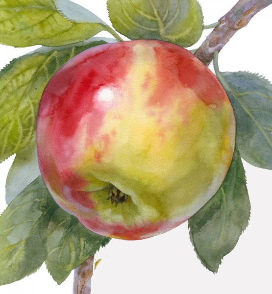 Книга Наталья Чуб «Два червячка» 978-617-09-3748-3