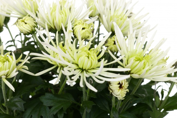 Рослина кімнатна Хризантема Еліт 14x35 см