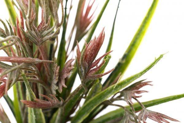 Рослина штучна Адіантум