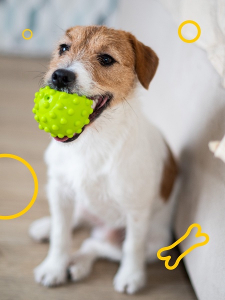 Игрушка для собак DGT-PETS Мячик Ежик PET1