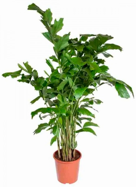 Растение Кариота d24/h120