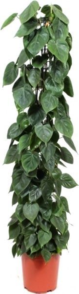 Растение комнатное Філодендрон 12/25 Скандіанс
