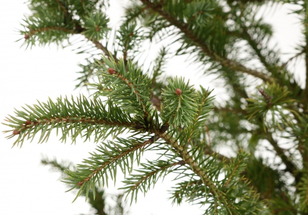 Растение ель колючая Super Green С5