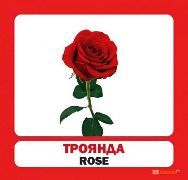 Книга «Навчальний посібник. Квіти. англ-укр» 978-966-975-183-6