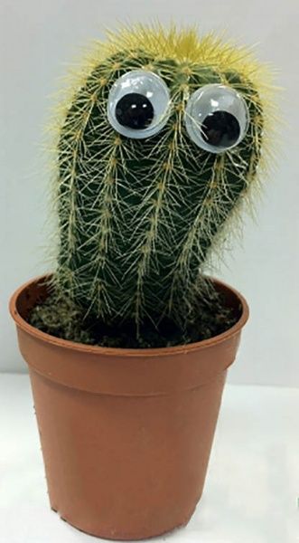 Рослина Кактус з очима 6/10