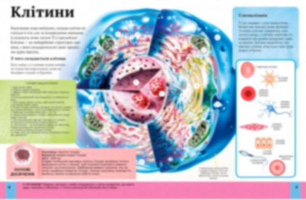 Книга Клер Гибберт «Дитяча енциклопедія тіла людини» 9789669429889