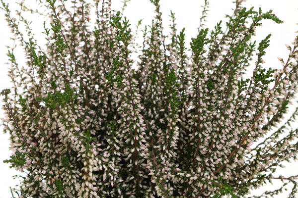 Рослина Каллуна гарлен герл d11/h16